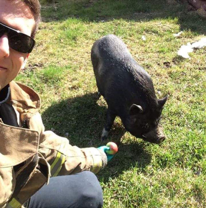 Dave Murray is seen with Marhsall the pig. Murray is a firefighter and a neighbour of Marshall’s owner. He knows Marshall and put him back to bed before animal control staff could bring him to Dunvegan Gardens.