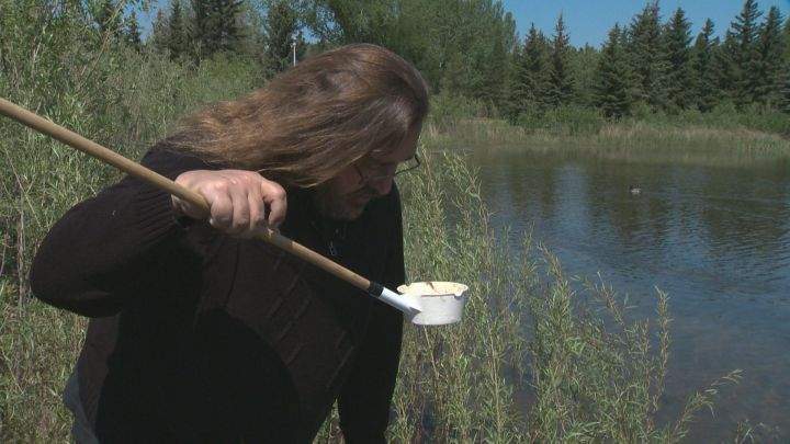 The City of Edmonton's resident bug expert Mike Jenkins checks out the mosquito population Wednesday, May 25, 2016.