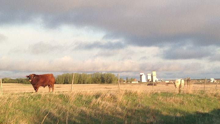 May 23: This Your Saskatchewan photo was taken by Susan Sagen of two bulls near Kenaston.