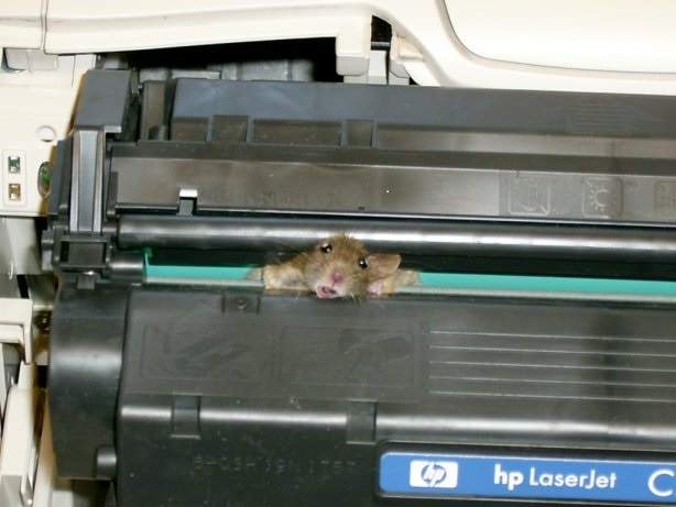 A rodent caught in a printer.