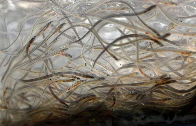 Disputes among fishermen prompt temporary closure of baby eel fishery - image
