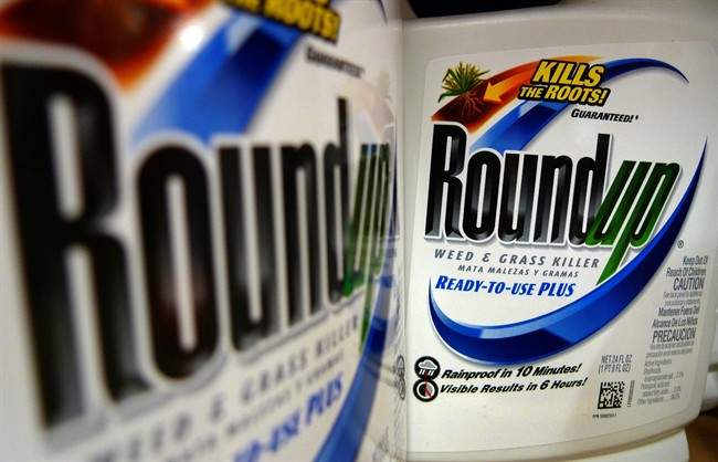 Jury award in U.S. Monsanto case shows ‘dangerous’ disregard of scientific evidence, Alberta dairy farmer says - image
