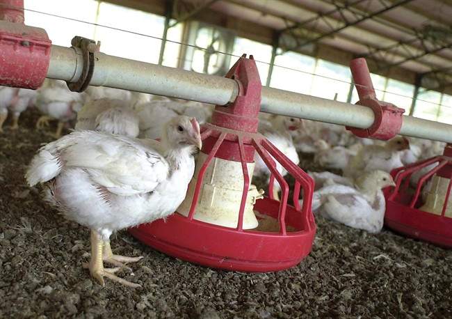 In this file photo taken June 19, 2003, chickens gather around a feeder in a Tyson Foods Inc., poultry house near Farmington, Ark.