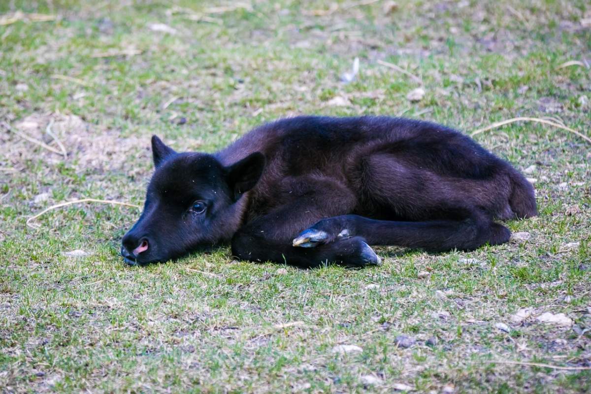 Baby reindeer calfs will be among the newest animals featured at the Assiniboine Park Zoo this weekend. 