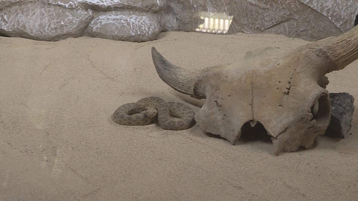 Slither over to the Royal Saskatchewan Musuem for the launch of their new exhibit, "Snakes Alive."