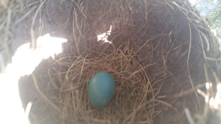 May 14: This Your Saskatchewan photo was taken by Chloe Dreger of a robin’s nest in a pine tree in Watrous.