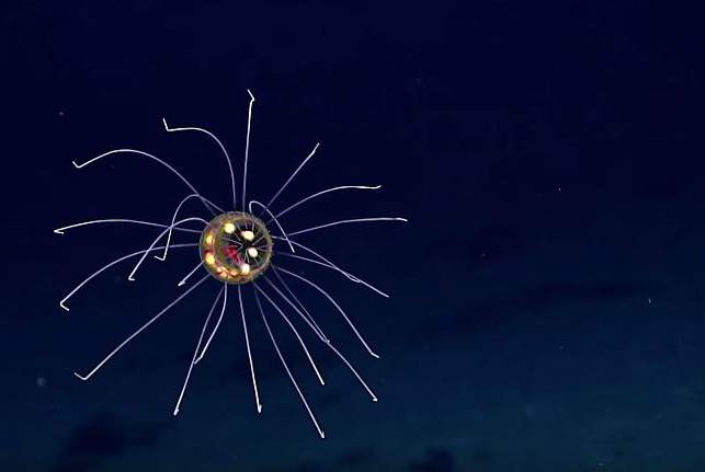 A strange-looking jellyfish was found in the Marianas Trench on April 24, 2016.