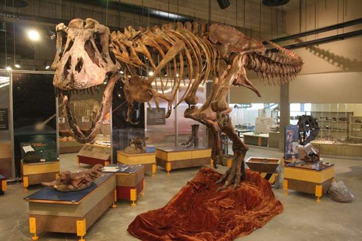 Scotty is a 65 million year old T. rex skeleton - which was the first ever found here. Scotty was found on August 16, 1991 when an Eastend High School teacher Robert Gebhardt joined paleontologists from the Royal Saskatchewan Museum