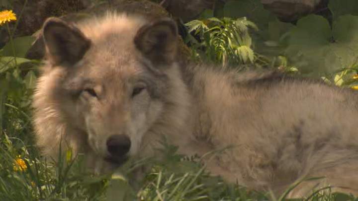 Gargamel, the male wolf at the Ecomuseum. Residents in Kahnawake are on the lookout for a lone wolf in the area, Thursday, May 26, 2016.