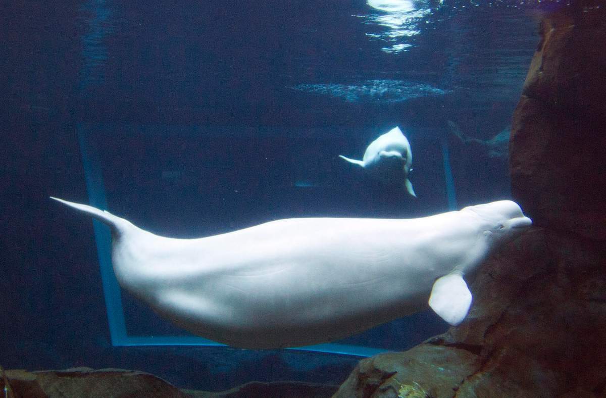 n this April 11, 2012, file photo, Georgia Aquarium's resident pregnant beluga whale Maris swims in the aquarium's tank in Atlanta.