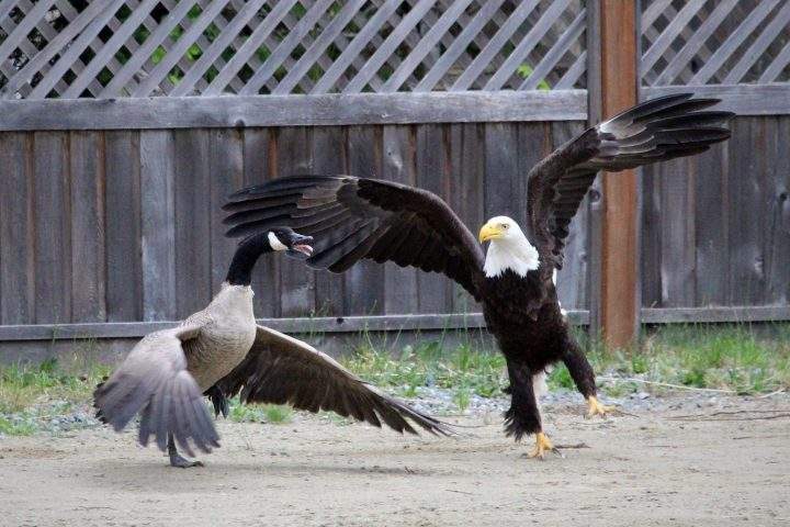 American Eagle fights with Canadian Goose, Lisa Bell
