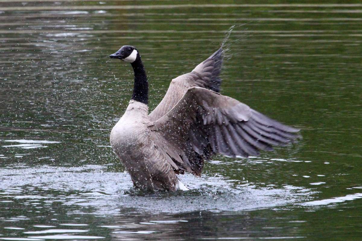 American Eagle fights with Canadian Goose, Lisa Bell