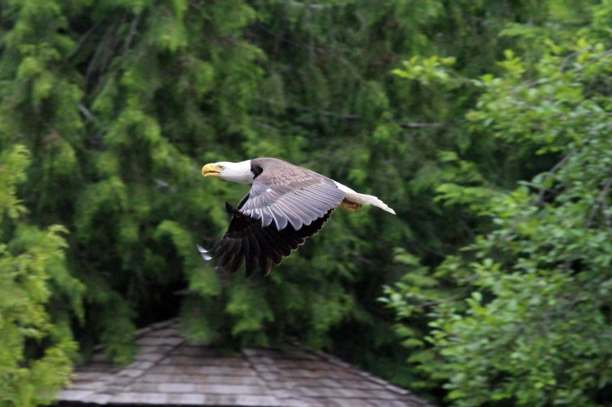 American Eagle fights with Canadian Goose, Lisa Bell
