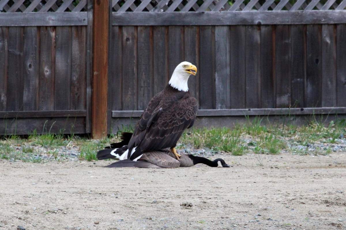 American Eagle fights with Canadian Goose, Lisa Bell