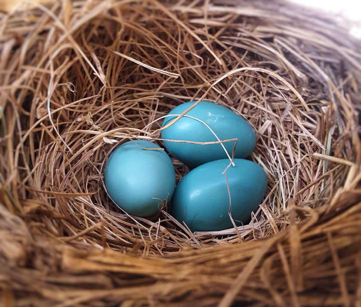 June 8: This Your Saskatchewan photo of a robin’s nest full of eggs was taken in Saskatoon by Lucas Winiewski.