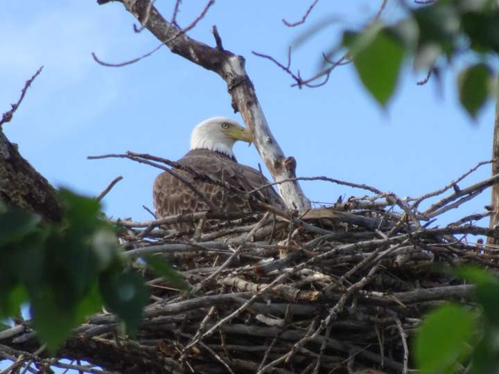 June 12: This Your Saskatchewan photo of an eagle nest was snapped near Aberdeen by Diane Kacher.
