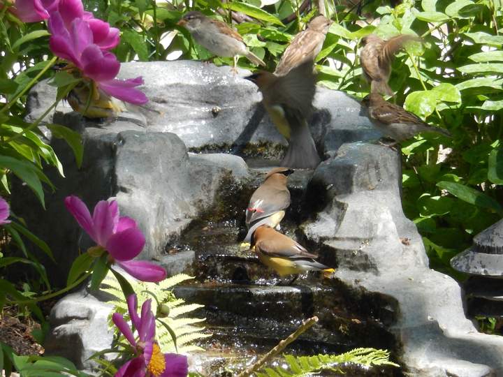 June 13: Steve and Tina Leeks took this Your Saskatchewan photo in Regina of cedar waxwings.