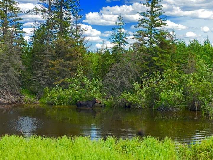 June 23: Kirsten Morin took this Your Saskatchewan photo near Meadow Lake of a moose having a soak.