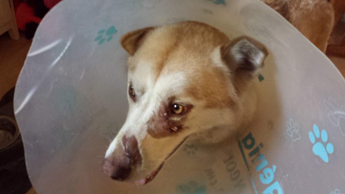 Mayor of Peachland wants to look at aggressive dogs - image