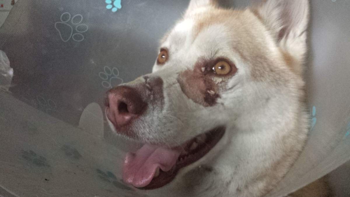 Mayor of Peachland wants to look at aggressive dogs - image