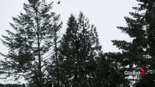 Bear in Kelowna falls 40 feet from tree after being tranquilized; later euthanized - image
