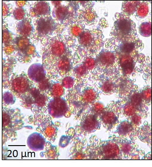GFZ scientists investigate the snow algae to get more information on the diversity of these micro organisms.