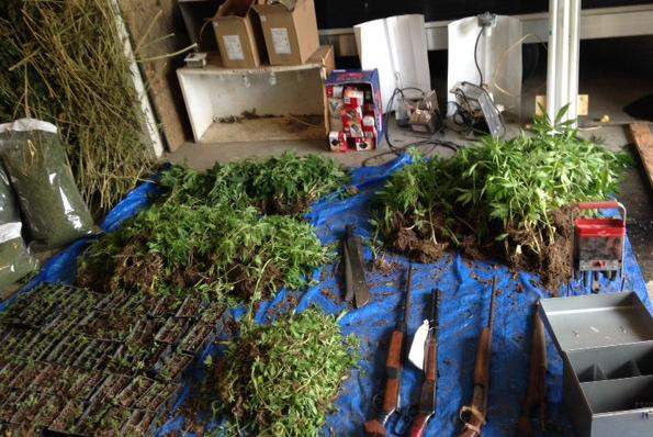 Marijuana and weapons seized from a home in Bairdsville N.B. on June 6, 2016.