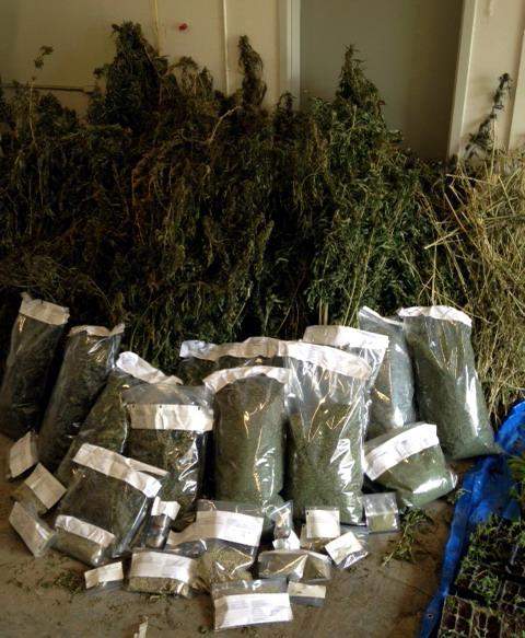 RCMP say processed marijuana seized on June 6, 2016 was ready to be turned into hashish.