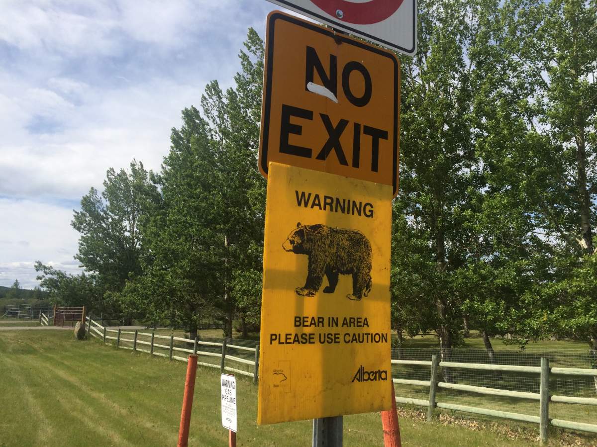 Two grizzly bears seen roaming Cochrane neighbourhood - image