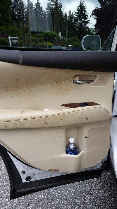 Bear breaks into, destroys Lexus in West Vancouver - image