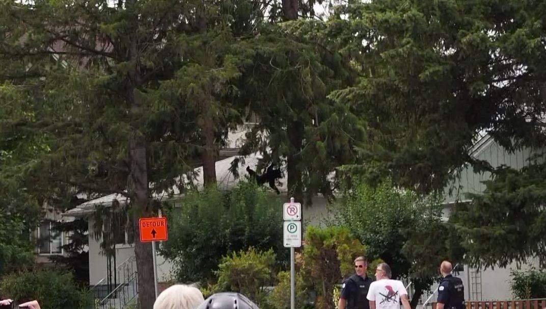 Bear in Kelowna falls 40 feet from tree after being tranquilized; later euthanized - image