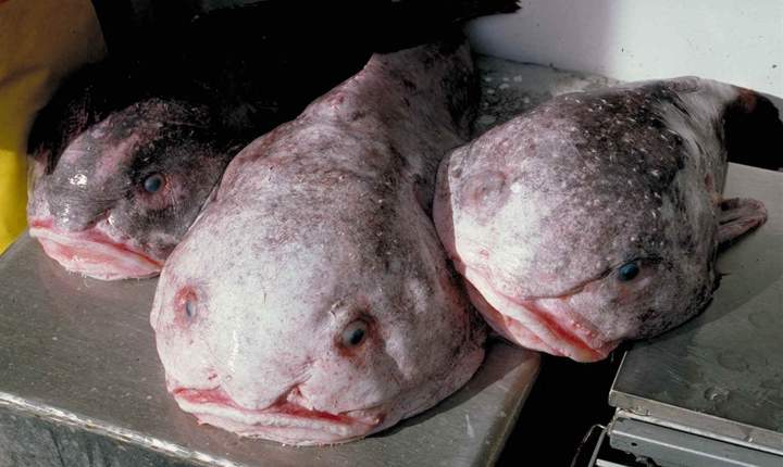 A blob sculpin. You almost expect it to start talking to you.
