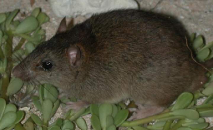 Australian researchers believe the Bramble Cay melomys is extinct.