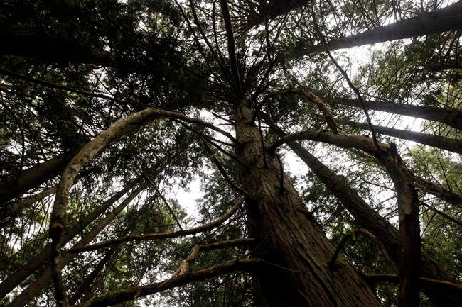 B.C. government protecting nine areas of at risk and old-growth forest in logging policy shift - image
