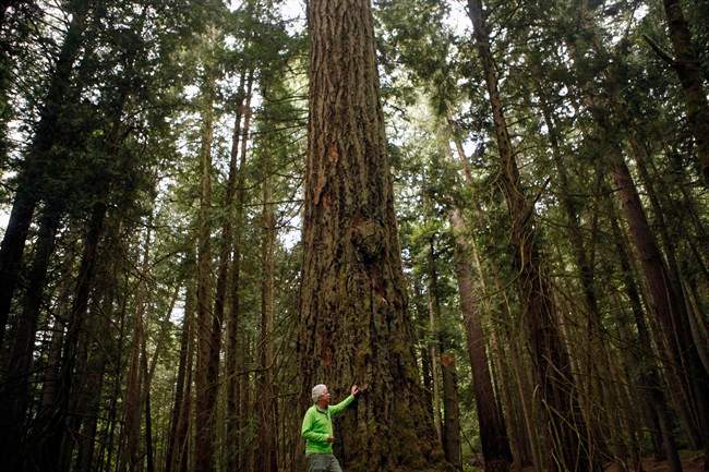 Forest ecologist Andy MacKinnon, talks about an old Grand Fir tree which stands nearly 50-metres tall in the Coastal Douglas-Fir zone at Francis/King Regional Park in Saanich, B.C., Thursday, May 26, 2016. T.