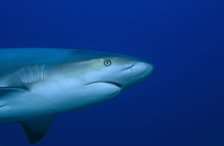 A Caribbean reef shark