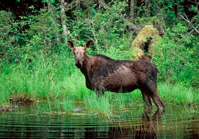 This year, more than 61,000 applications were submitted for 4,643 resident moose licences in New Brunswick.
