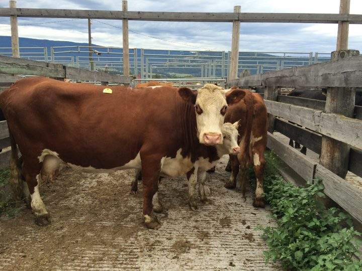 There are precautionary measures cattle farmers should take in case their cattle are stolen.