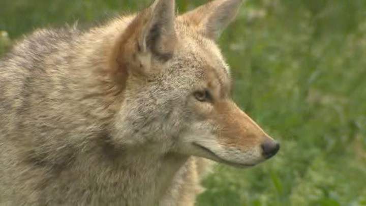B.C. conservation officers say the little girl only suffered superficial injuries after the coyote attack.