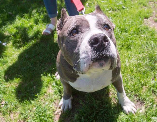 A pit bull named Athena goes for a walk at the SPCA. Owners of pit bull-type dogs have until March 31st to apply for a special permit, Saturday, March 25, 2017.