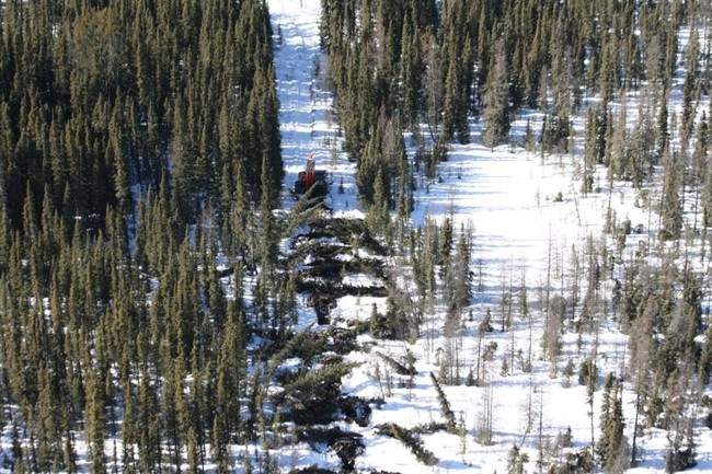 Cenovus caribou