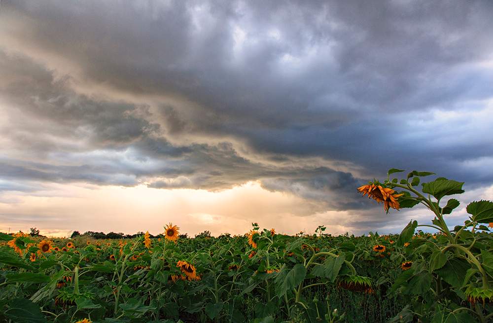 storm shot