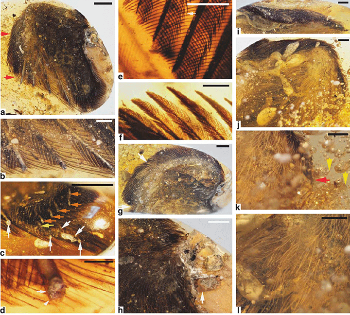 Several images of the feathers scientists discovered in amber. Included are claws, feathers, and barbs.