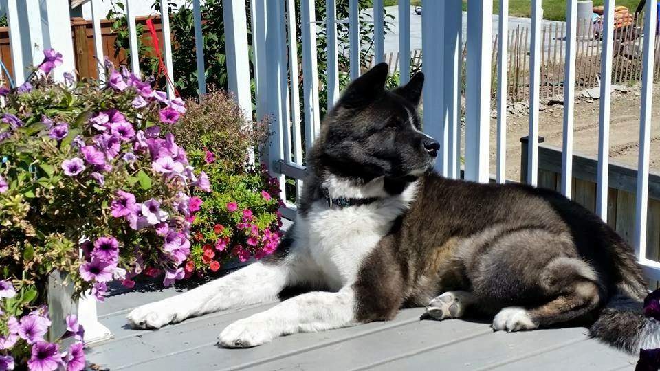 The Kingsfields say this is the dog that attacked their daughter.