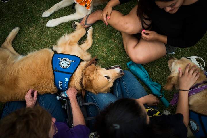 People pet comfort dog Susie near a memorial site in honour of the victims of the Orlando mass shootin in Orlando, Florida, 14 June 2016.