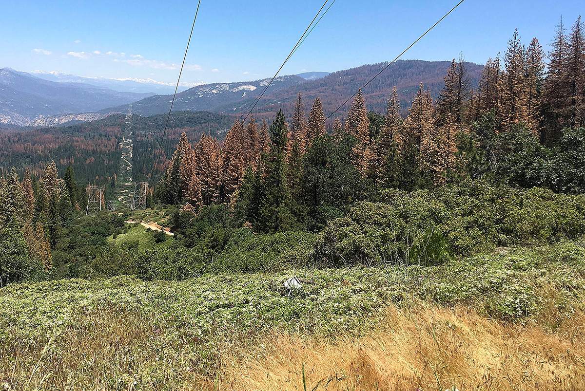 This June 6, 2016 photo shows patches of dead and dying trees near Cressman, Calif. 