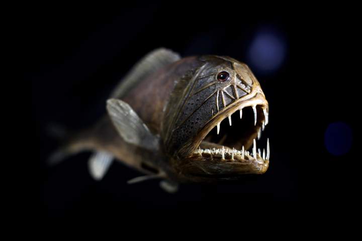 Our oceans are full of amazing fish and aquatic life. 