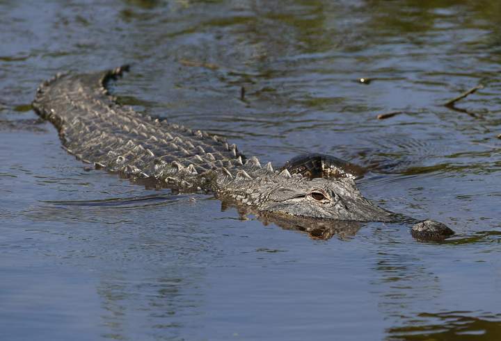 An alligator swims in the waters at Wakodahatchee Wetlands in Delray Beach, Florida.