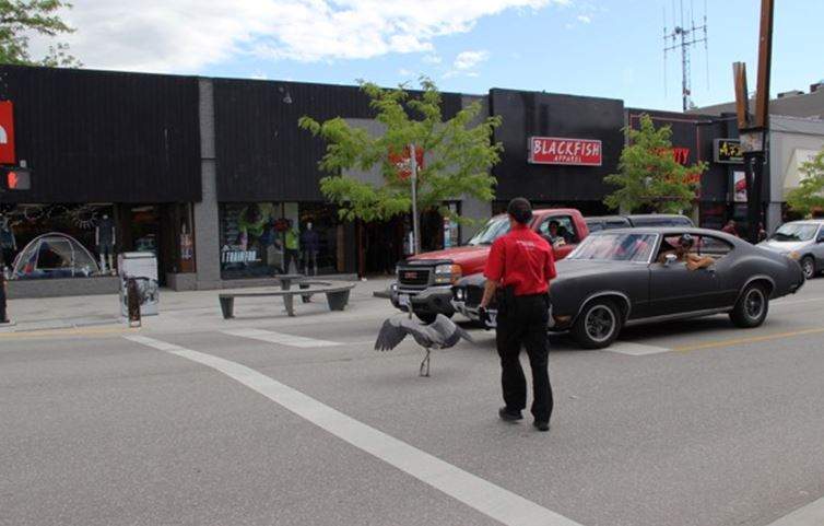 Heron rescued from downtown Kelowna - image