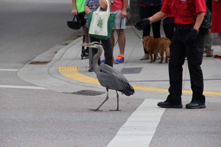 Heron rescued from downtown Kelowna - image